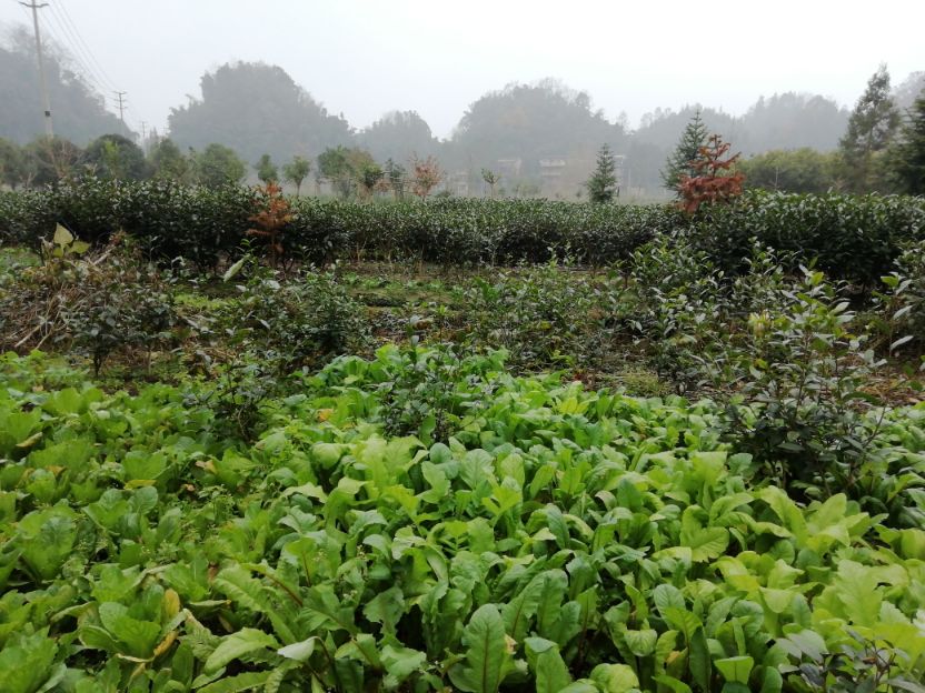 上里古镇游览线路,上里古镇免费一日游