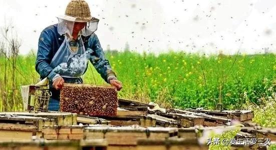 农村没技术适合干什么,没本钱没技术在农村怎么创业项目