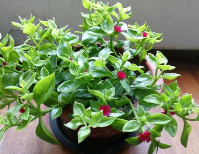 药片过期了吃了怎么办,过期的药片不要扔还可以用来养花