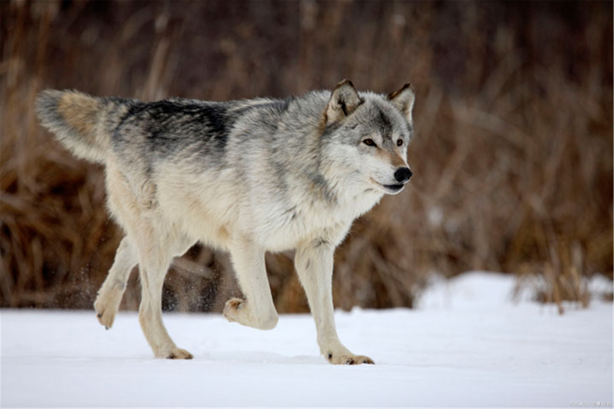 狼人杀手游哪种情况狼王可以开枪,狼人杀手游怎么玩好狼王
