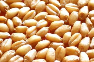 高抗倒伏的高产小麦品种,小麦高产大穗抗冻新品种