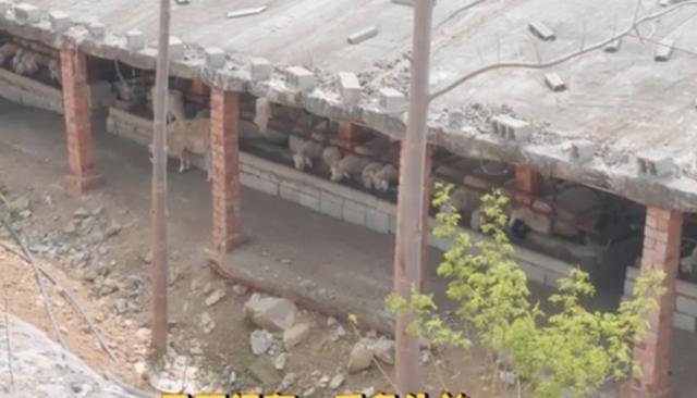 山东大叔独门烤全羊一天烤七八只,山东山沟烤全羊