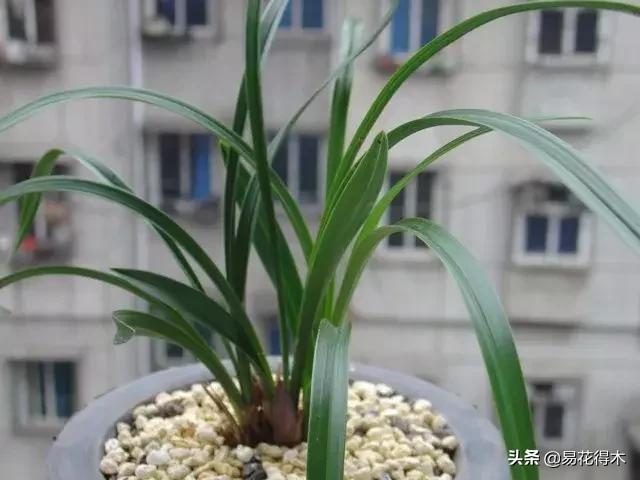 春兰大富贵春剑大富贵区别,春兰大富贵vs春剑大富贵