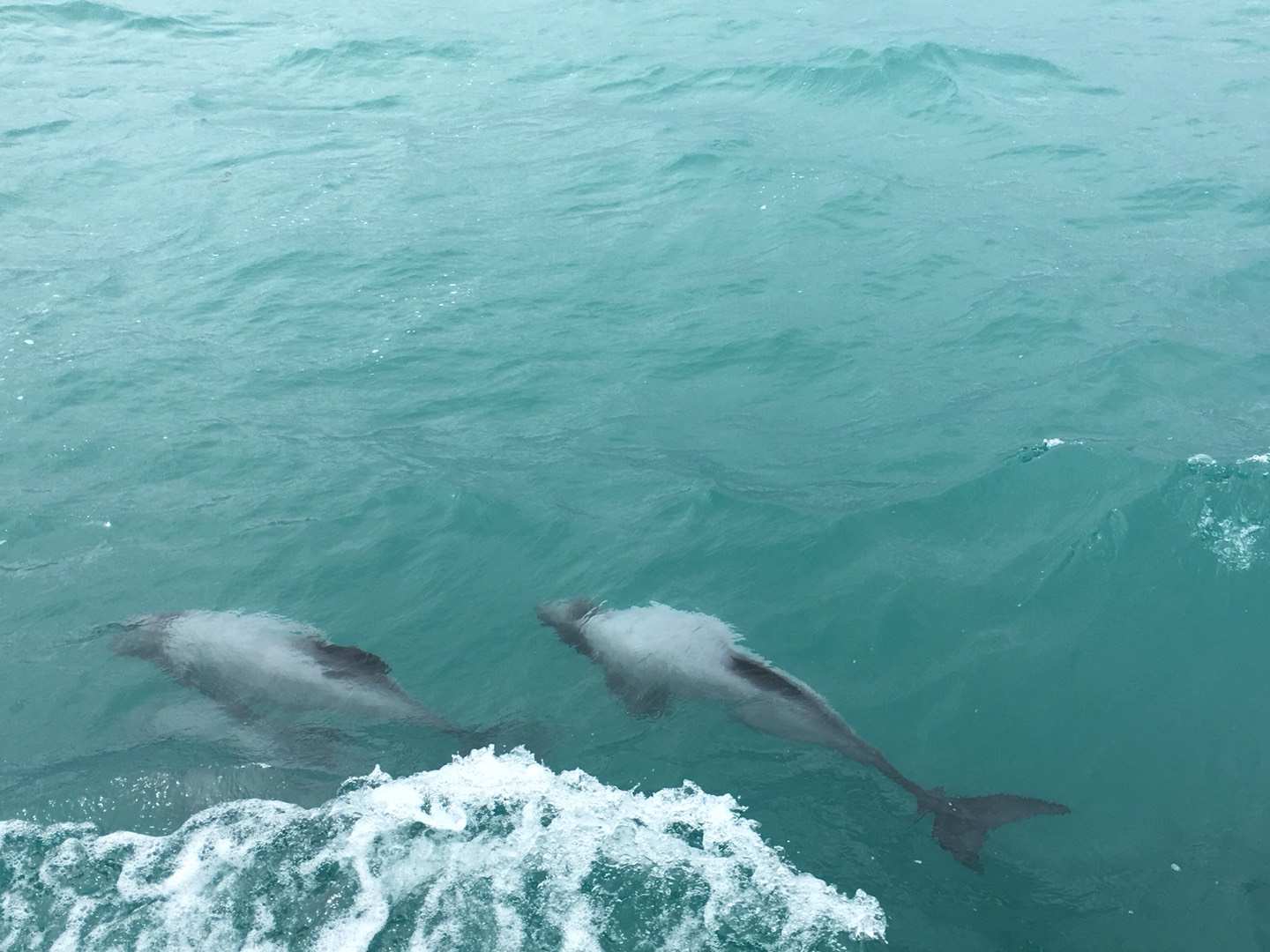 超好用的新西兰自驾攻略（二）——凯库拉