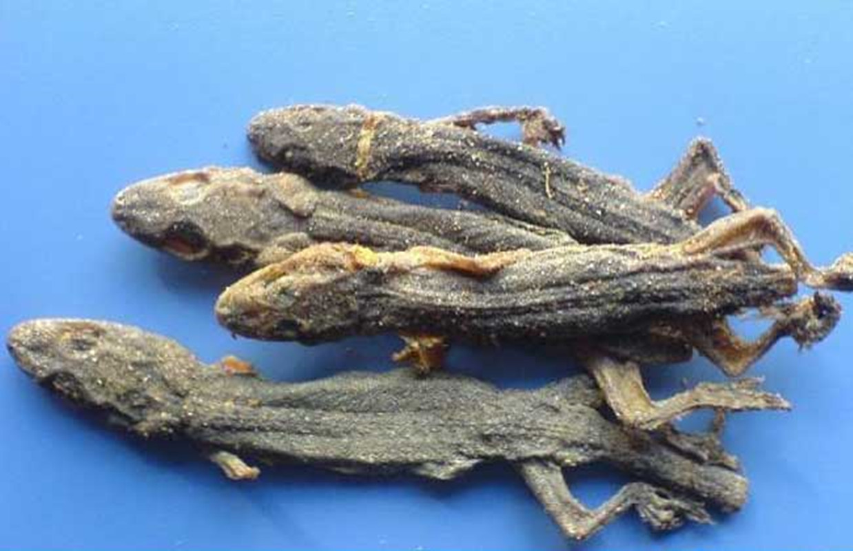 人畜无害的壁虎为什么无毒,壁虎为什么被称为五毒