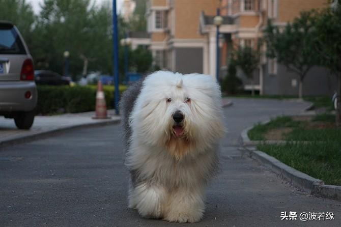 小狗3个月张嘴想咬人怎么回事,两个月的小狗爱咬人是什么原因