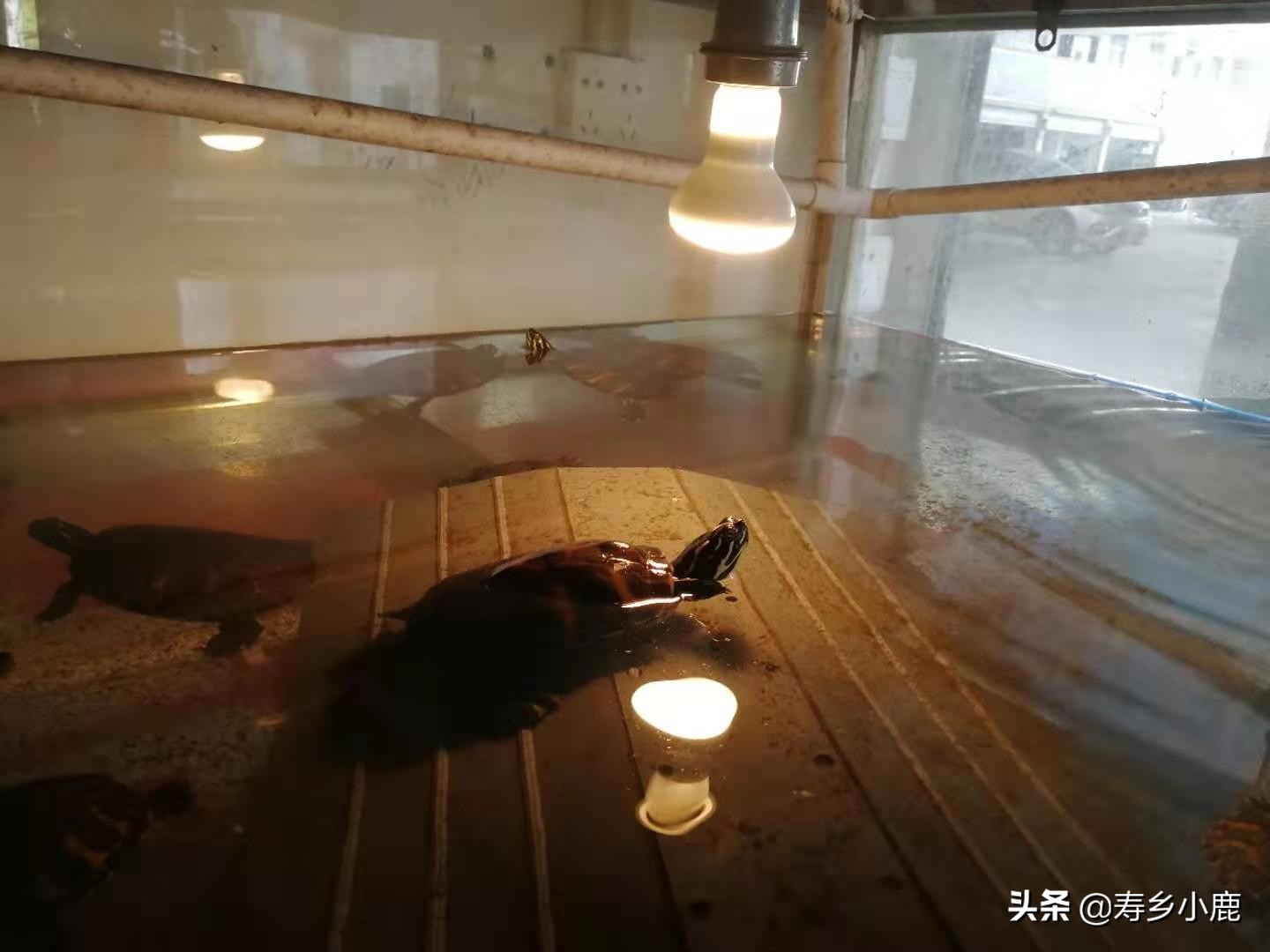 龟苗老是浮水是什么情况,龟怎样才算浮水