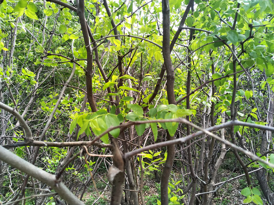 家枣树能和野枣树嫁接吗,大枣树怎样嫁接新品种枣树