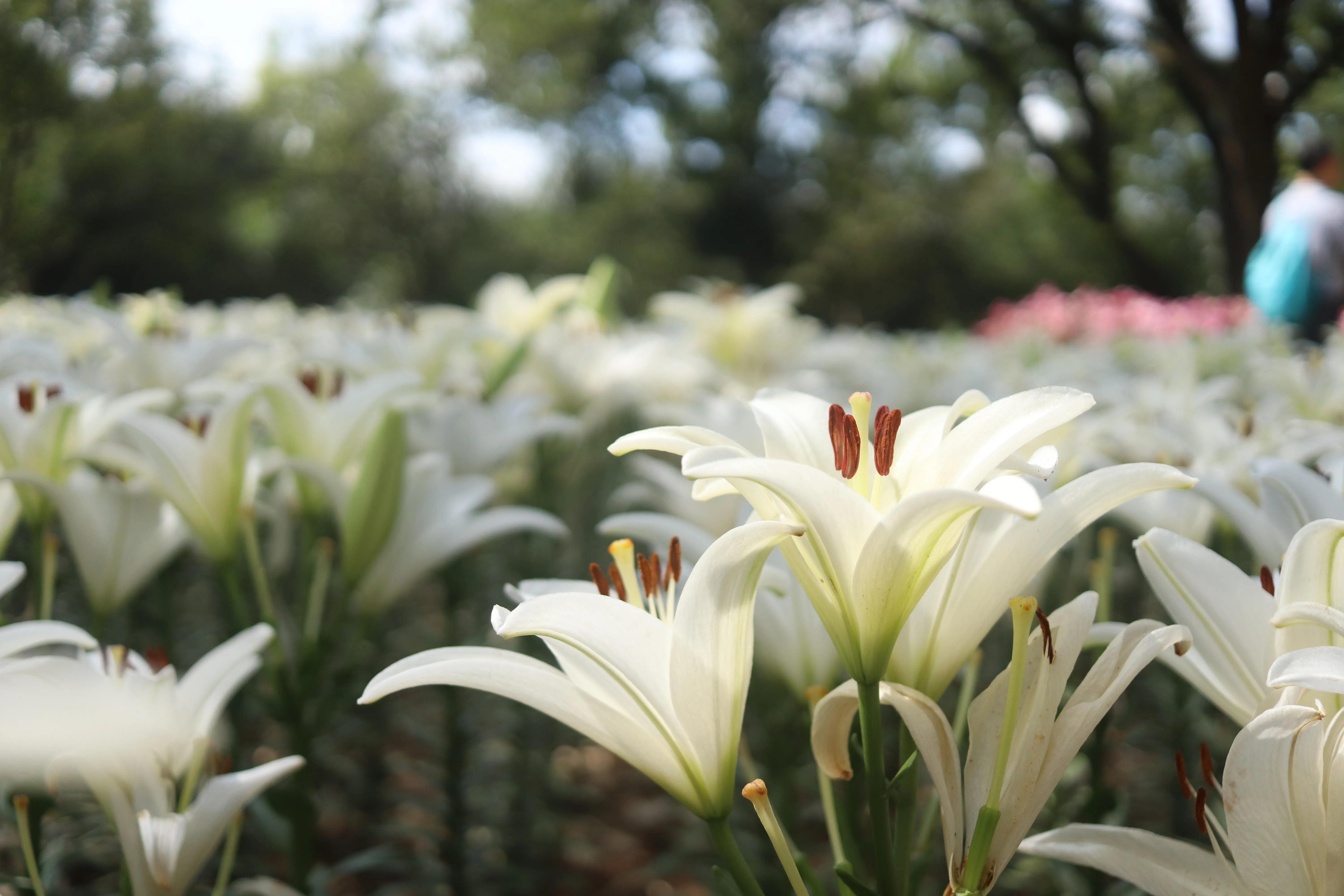 无锡荣氏梅园梅花绽放,无锡荣氏梅园百合花