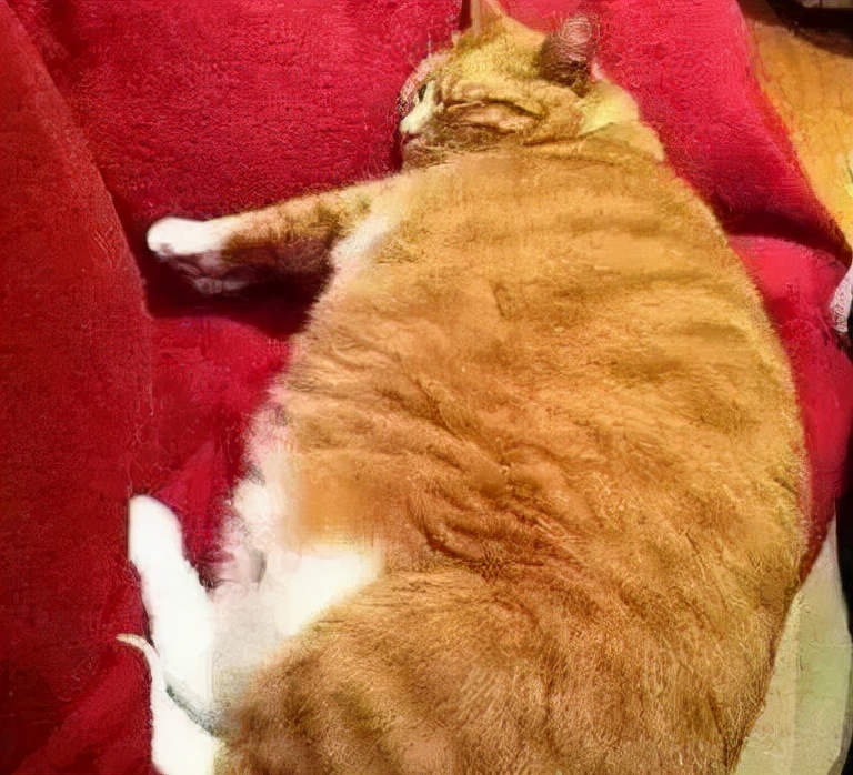 养猫咪哪种猫最好养并且粘人,新手养猫最好要选择这三种猫咪