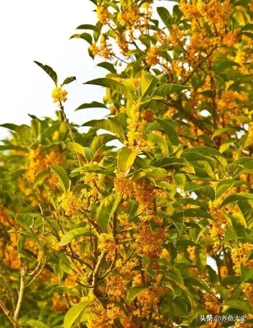 一至十二月的花期,12月到2月份的花期