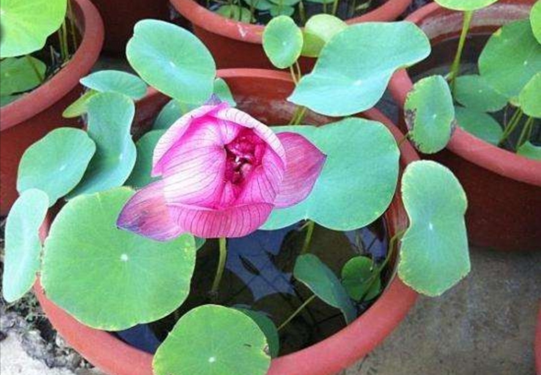 碗莲怎么养才能年年开花,碗莲怎样养开花好