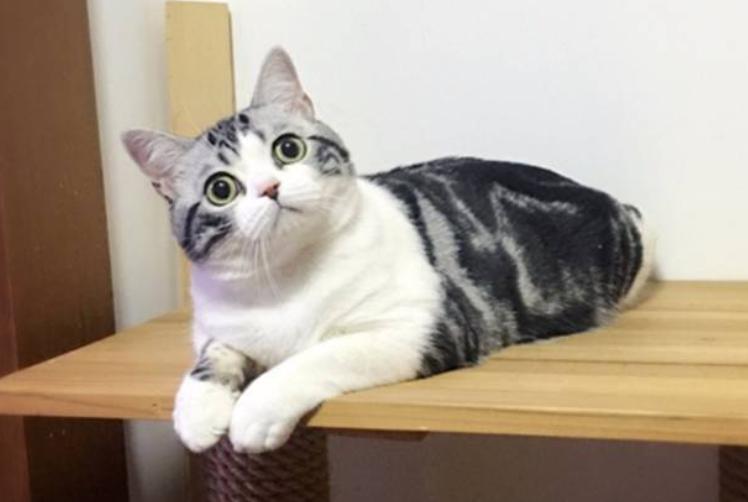 美短猫的迷惑行为,猫最敏感的地方