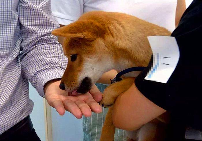 狗狗出现孕吐症状，应立刻带去检查，主人切勿忽视假孕的危害