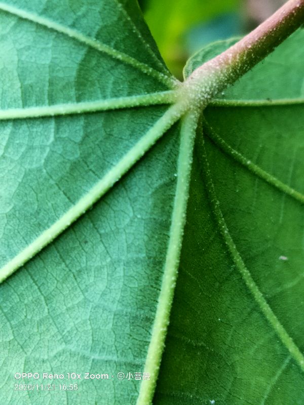 这种花通常用来比作美丽的女子，有人拿来做药，还有人当野菜吃