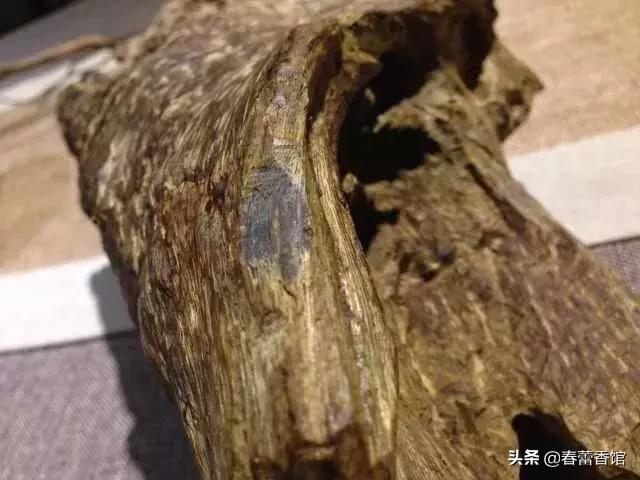 奇楠香各种品种,奇楠沉香最好最大的树