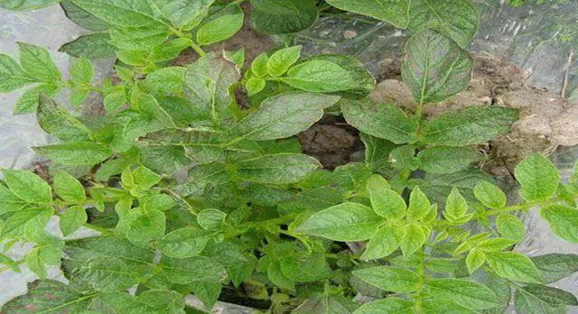 马铃薯这几种病害你都会认吗?认清了以后教你怎么治!(二)