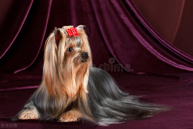 约克夏有没有繁育价值,3分钟热度的人适合养约克夏吗