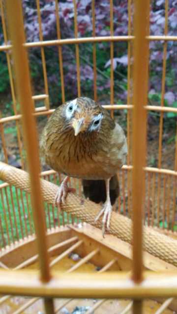 画眉鸟不洗澡最有效方法,画眉鸟如何洗澡