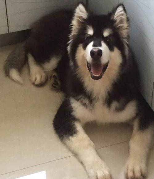 新手养狗阿拉斯加适合吗,阿拉斯加从小到大的饲养方式教程