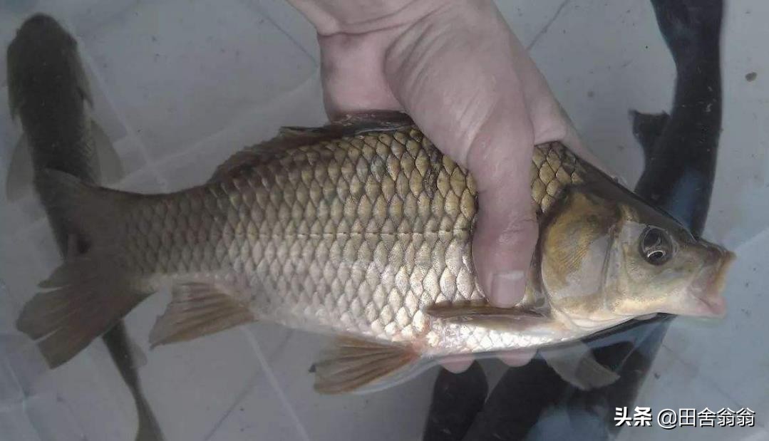 冬季海竿串钩钓鲫鱼用什么钩好,冬季海竿串钩钓鲫鱼不上鱼的原因