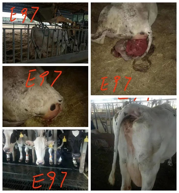 濂剁墰瀛愬鑴卞嚭娌荤枟鏂规硶,濂剁墰瀛愬鑴卞嚭鍛堜粈涔堢姸