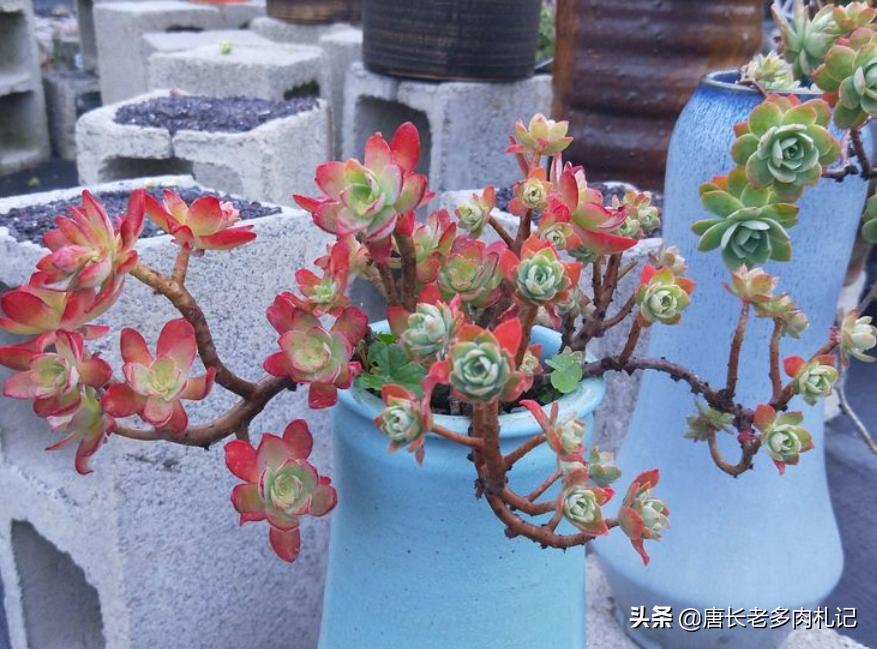 多肉上盆后一直不服盆怎么办,多肉阿伦培夏天上盆好服盆吗