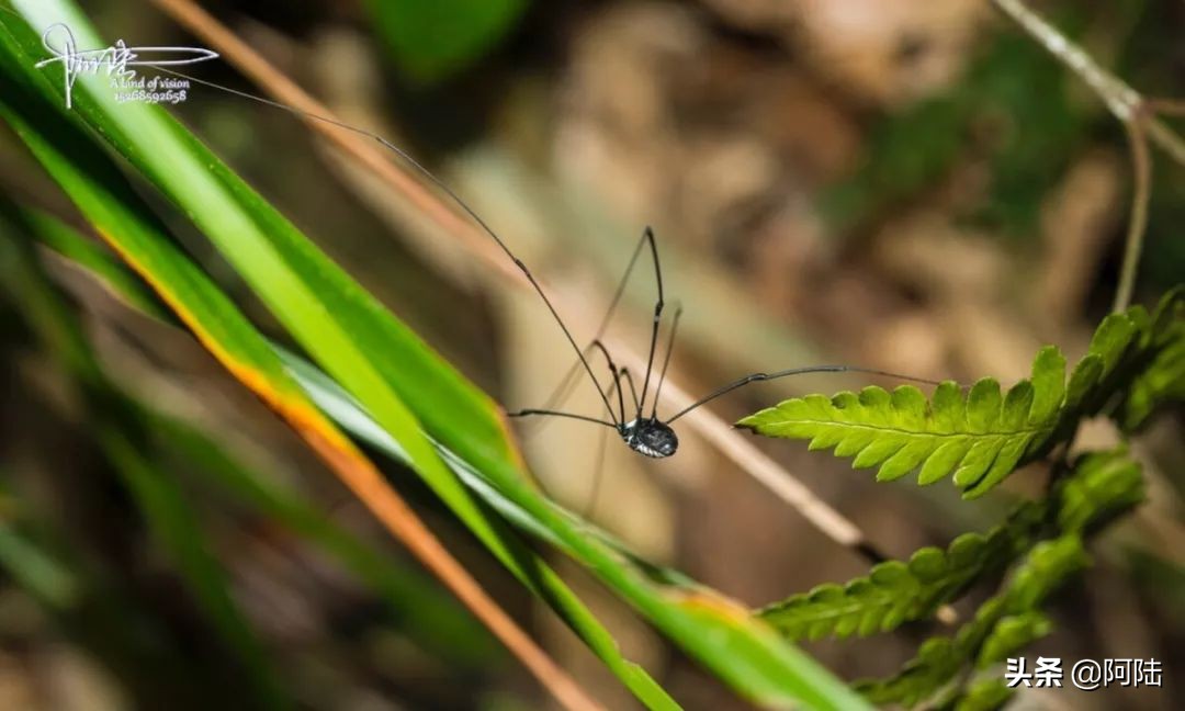 盲蛛不会吐丝吗,盲蛛吐丝