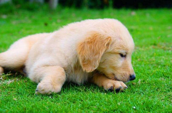 新手铲屎官如何挑选健康的猫咪,金毛新手铲屎官养狗需要准备什么