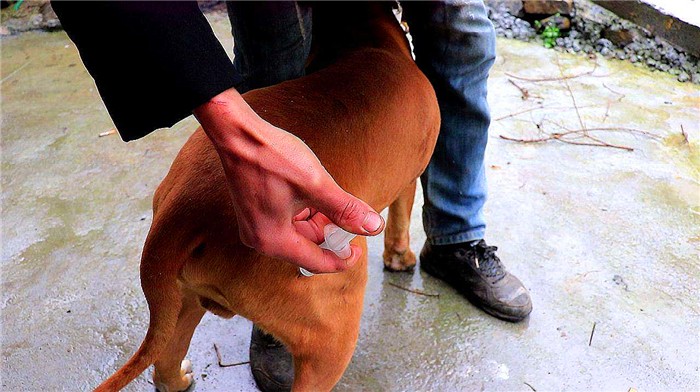 狗狗感染布鲁氏杆菌有啥症状,狗狗如何知道有布鲁氏杆菌