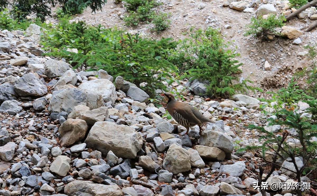 静谧森林和沙漠交界处,静谧森林红色石头