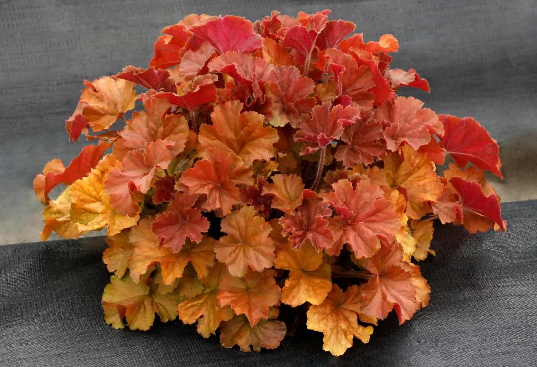 矾根的全能型选手来了，南北皆宜，色彩丰富