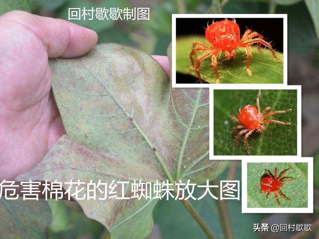 目前棉花地红蜘蛛需要防治吗,棉花红蜘蛛防治方法