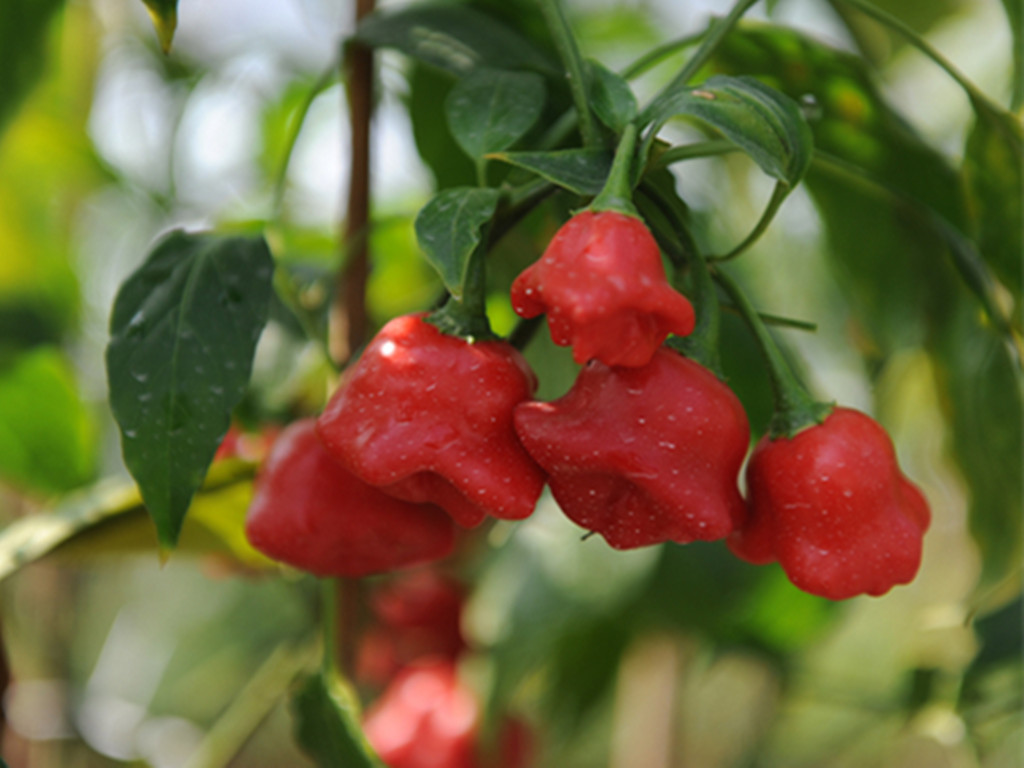 盆栽辣椒不结是怎么回事,盆栽辣椒只开花不结果怎么回事