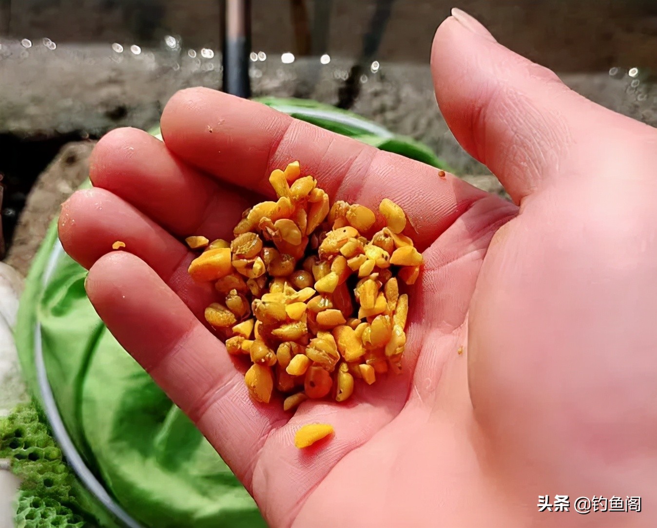 嫩玉米钓鲤鱼会降低鲤鱼警惕性吗,鲤鱼可以用玉米钓了吗