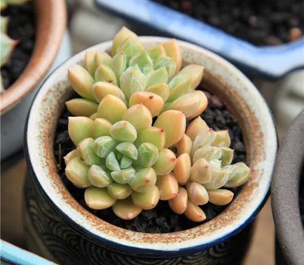 有暗纹的多肉有哪些,暗纹系多肉有哪些