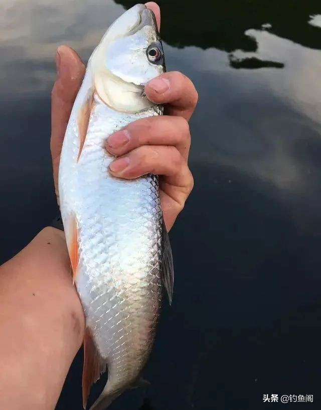 小杂鱼到底能长多大,小杂鱼长得比你想象中的大