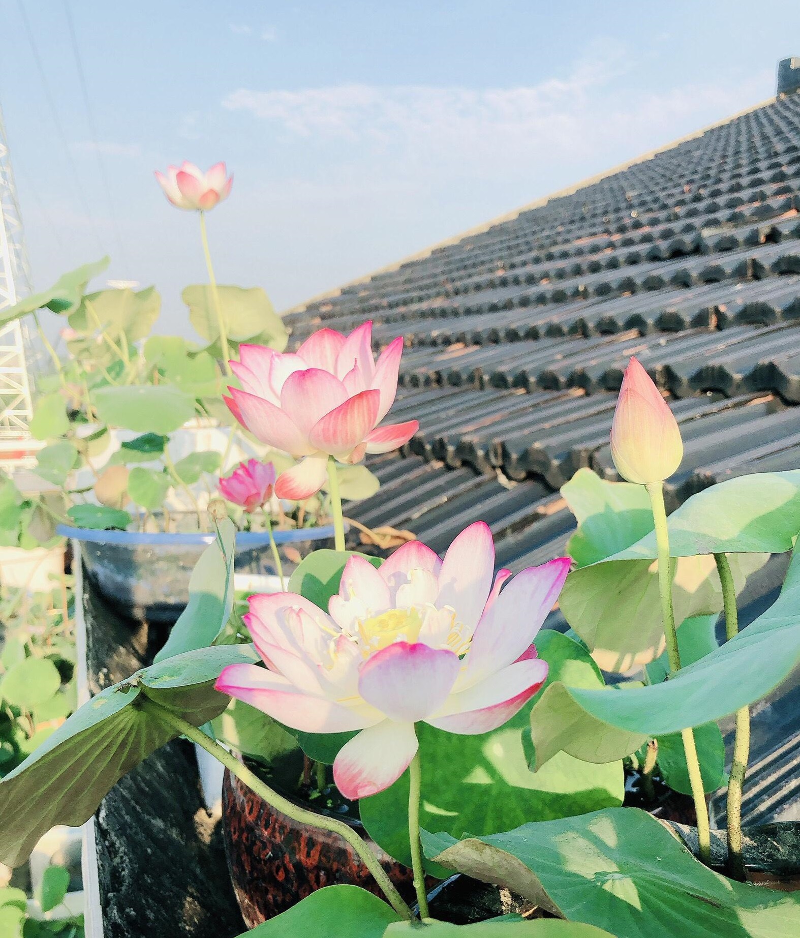 适合盆栽的碗莲品种,碗莲莲花品种大全