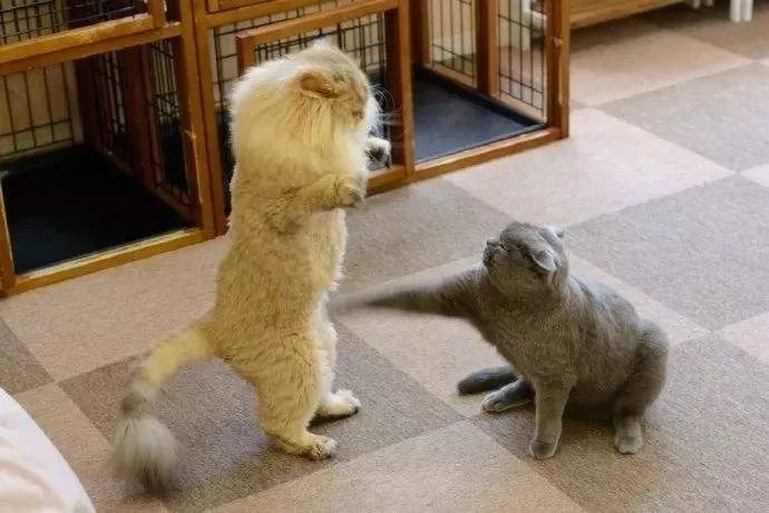 当猫咪剃了毛之后,春天猫咪剃了毛一直发抖