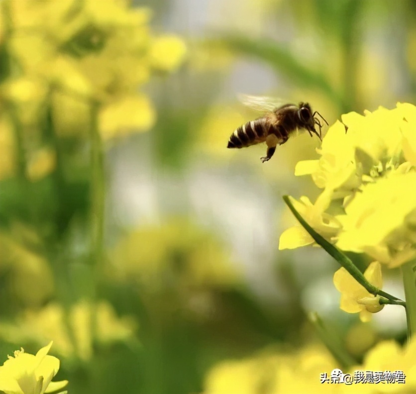 使底妆服帖的精华适合混油皮,大干皮亲妈粉底液大推荐