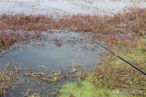 冬季野钓，鱼不咬钩？赶紧试试这几招，有效提升咬钩率，渔获猛增