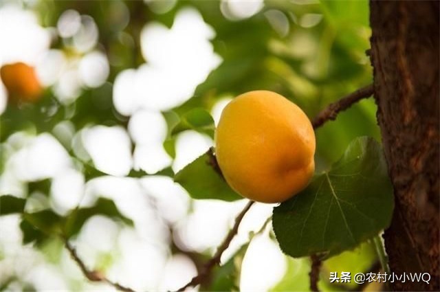 栽培仁用杏前景如何,山杏种植技术大全