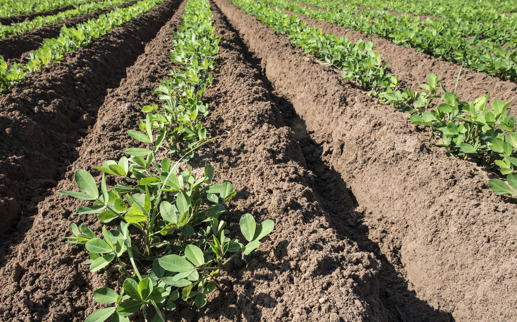 广东种植花生什么时间种植,种植花生一穴种植几粒