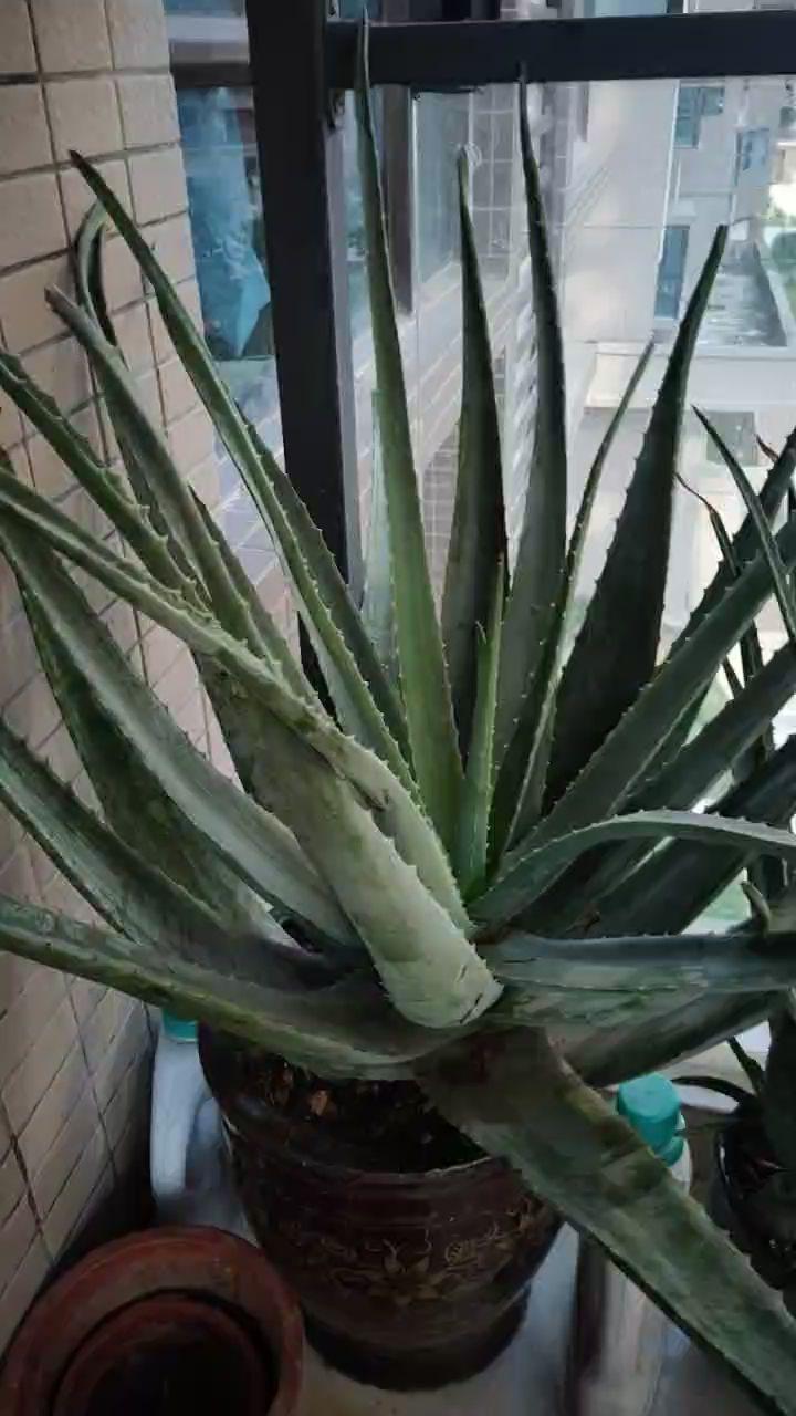 盆栽芦荟在室内夏季高温怎么浇水,芦荟冬季怎么浇水才能让它长大呢