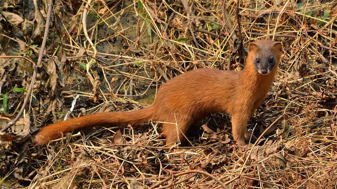 为什么长辈说黄鼠狼不能杀,黄鼠狼为什么不能杀科学依据