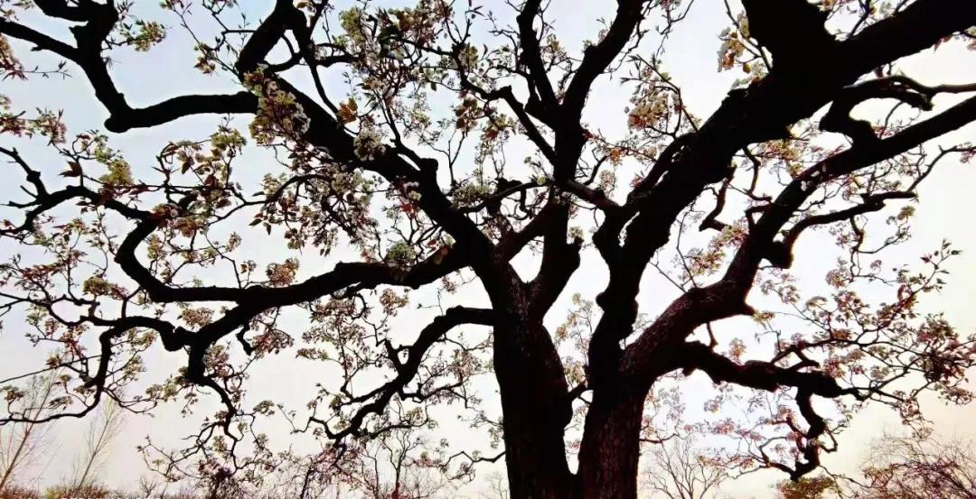 被央视打卡的梨花胜境，千亩白瓣状似雪花，济南莱芜区还有这些国家级景区不容错过！