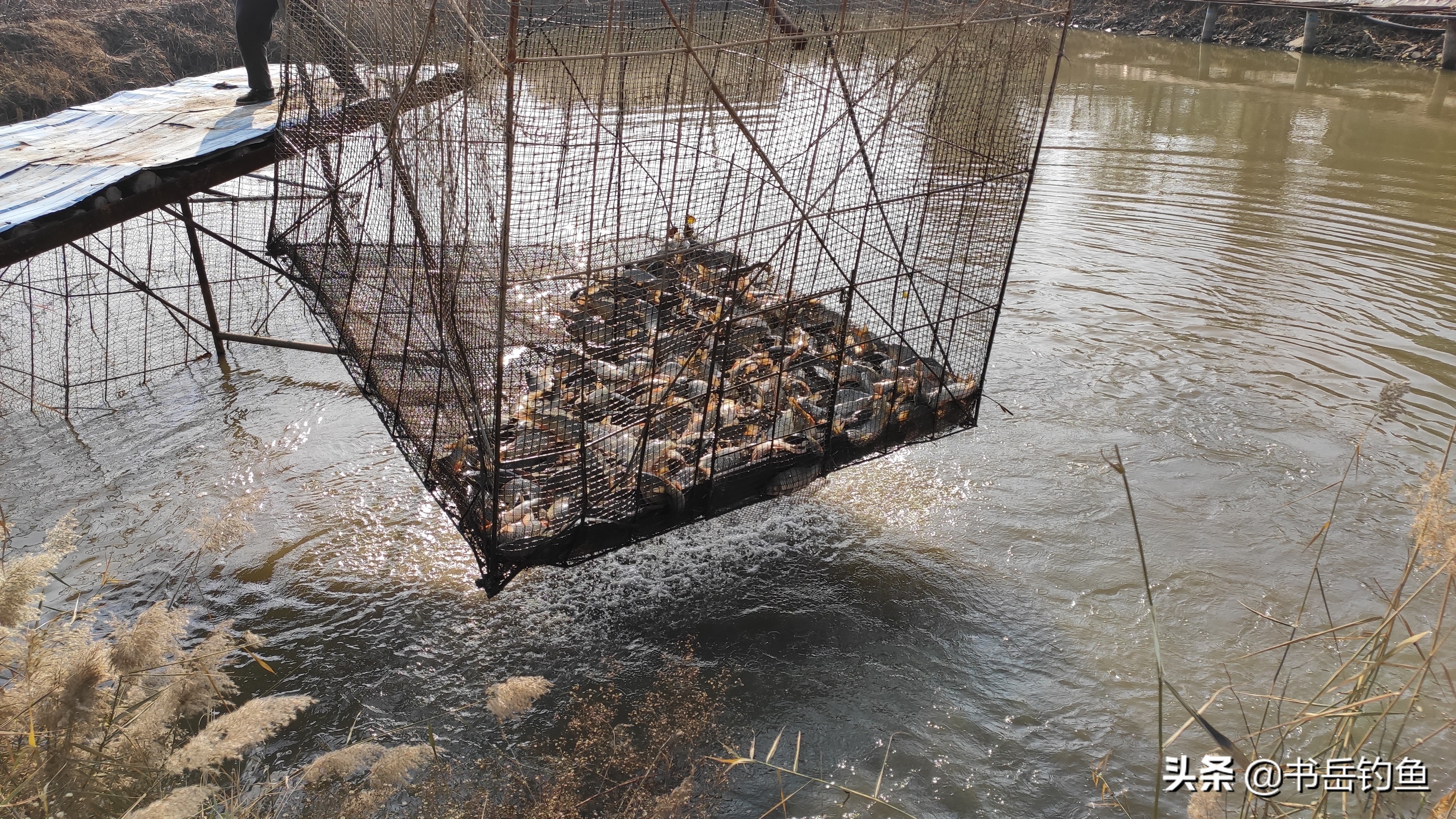 黑坑小炮钓鱼思路,黑坑小炮夜钓需要注意什么