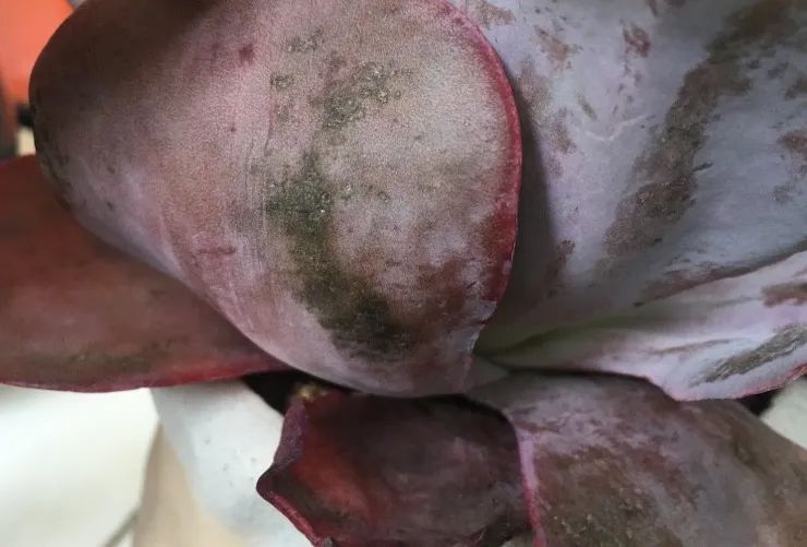 多肉煤烟病可以用酒精擦吗,多肉煤烟病怎么治