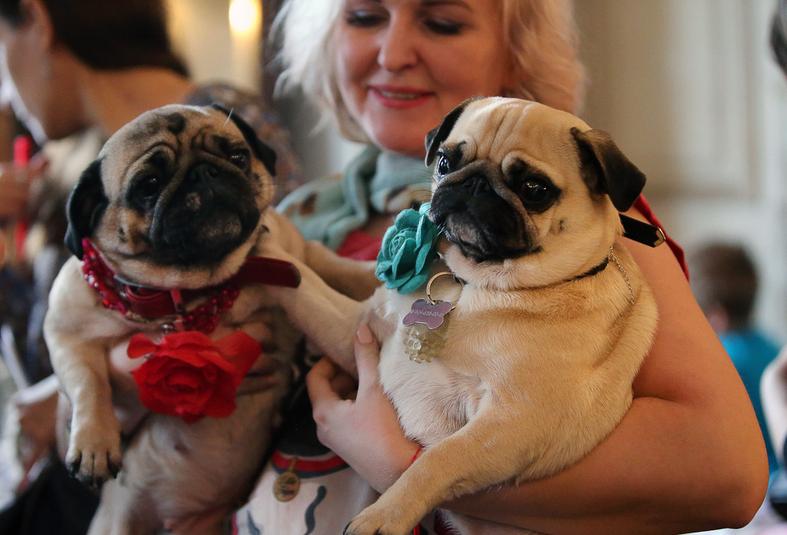 巴哥犬冷知识你知多少,巴哥犬的六大缺点