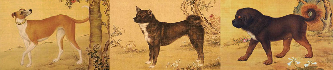 中华田园犬与古代田园犬,中华田园犬常识大全